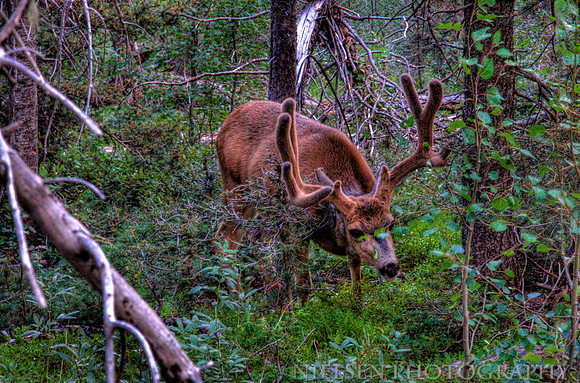 Mule Deer at Thunder Ridge