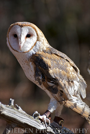 Barn Owl