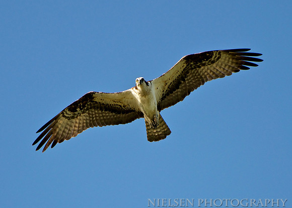 Osprey at Delaware's Indian River Inlet