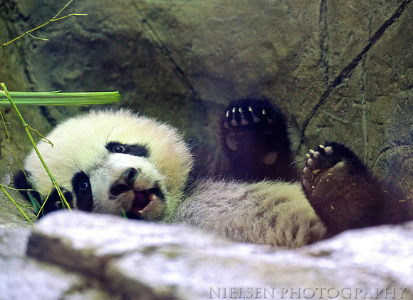 Bei-Bei