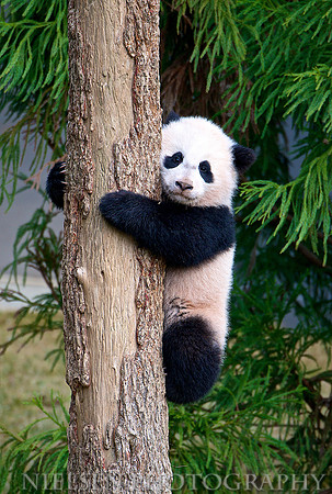 Bao Bao's first climb