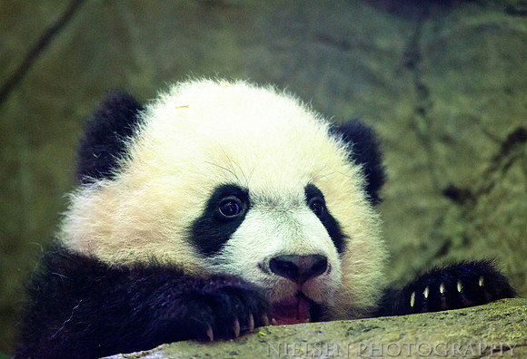 Bei-Bei