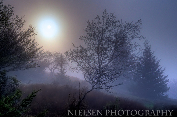 Sunrise thru Fog at Dolly Sods - Monongahela Nat'l Forest