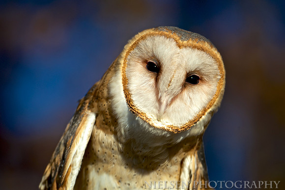 Barn Owl
