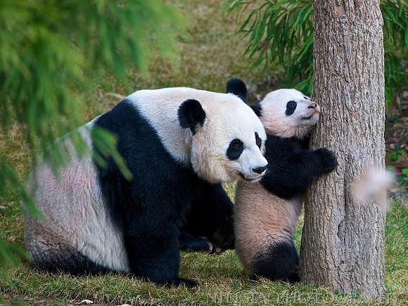 Mei Xiang and Bao Bao