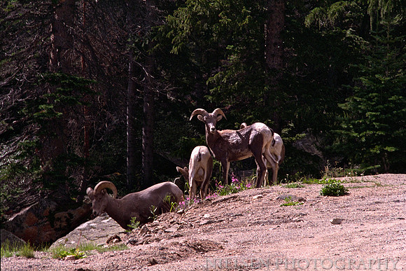 Bighorn Sheep at Guanella Pass