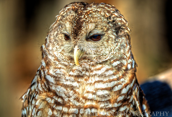Barred Owl