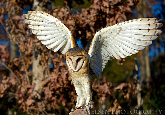 Barn Owl