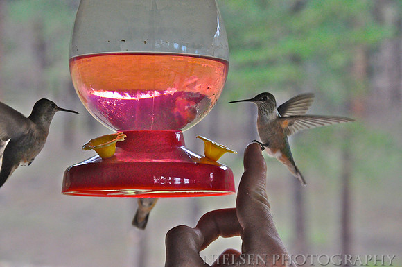 Hummingbirds at Cimarroncito