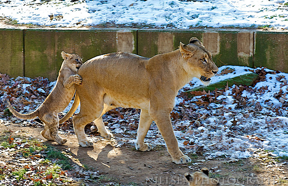 Lioness & Cub