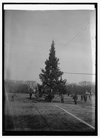 1923 - Original Tree - Library of Congress photo