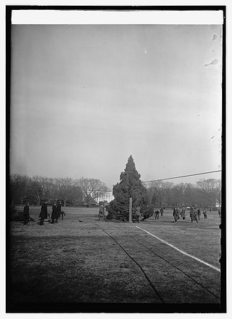 1923 - Original Tree - Library of Congress photo