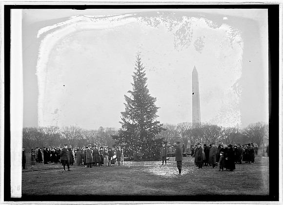 1923 - Original Tree - Library of Congress photo