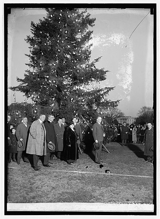 1923 - Original Tree - Library of Congress photo