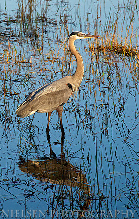 Great Blue Heron at Shark Valley