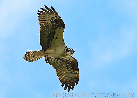 Osprey at Delaware's Indian River Inlet