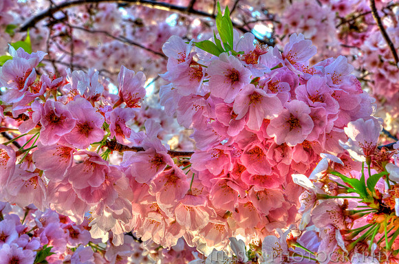 Cherry Blossoms