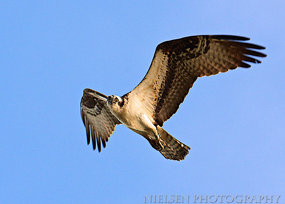 Osprey at Delaware's Indian River Inlet