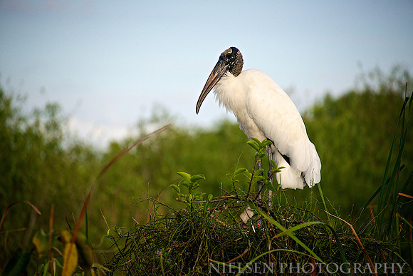 Wood Stork at Shark Valley