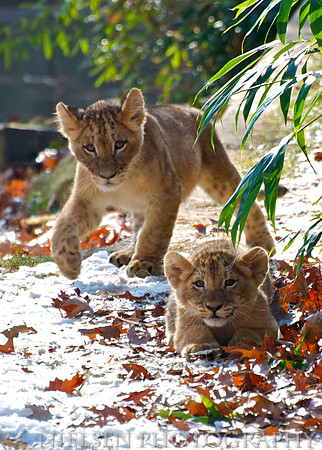 Lion Cubs