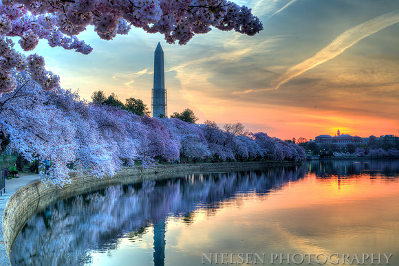 Sunrise over Cherry Blossoms on the Tidal Basin