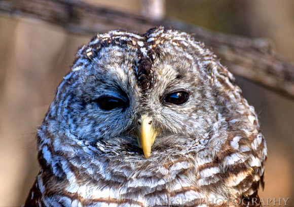 Barred Owl