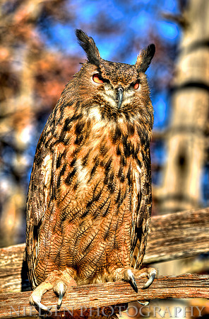 Eurasian Eagle Owl