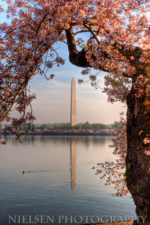 Washington Monument and Cherry Blossoms