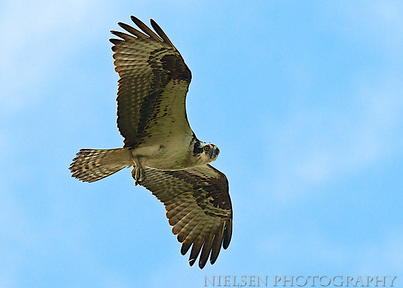 Osprey at Delaware's Indian River Inlet