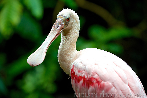 Roseate Spoonbill