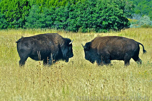 Bison at Philmont Scout Ranch