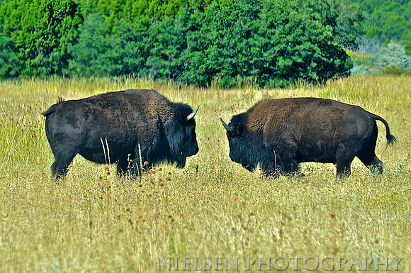 Bison at Philmont Scout Ranch